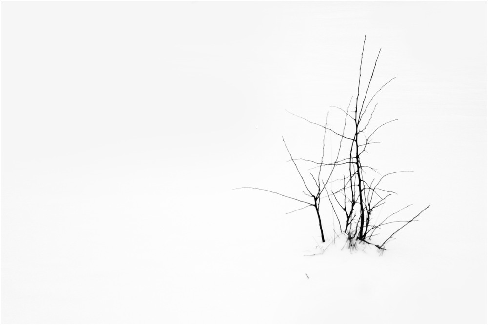 Фотографія Коротко про зиму. Кущ / Edward / photographers.ua