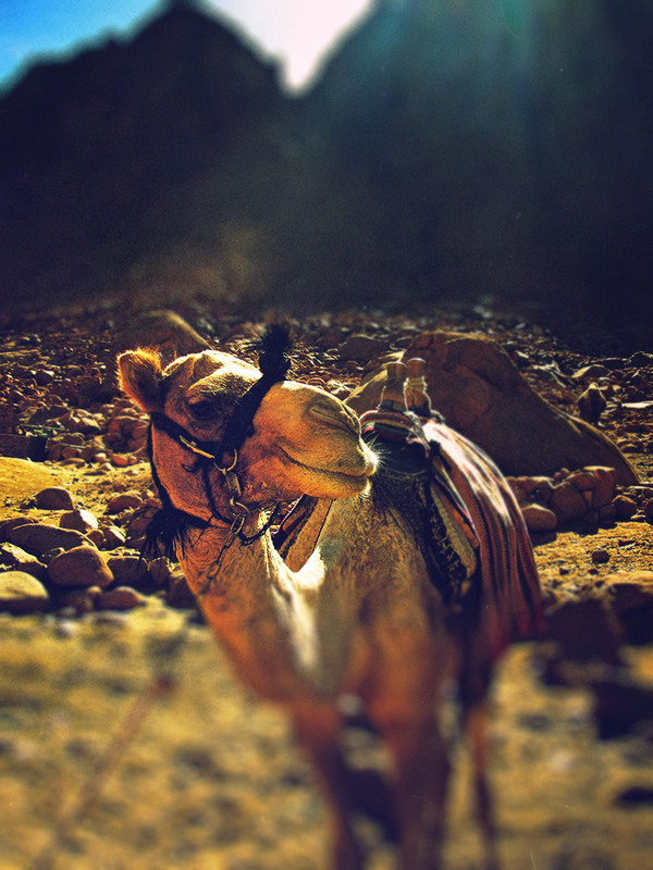 Фотографія Посмотрите на верблюда! / Ed Kulish / photographers.ua