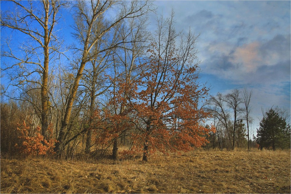 Фотографія Серія "Паркові походеньки". Навесні / Edward / photographers.ua