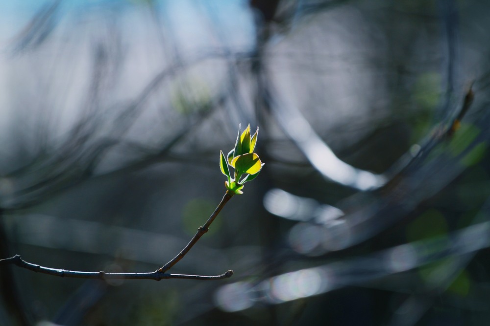 Фотографія Серія "Чари природи". Сила весни / Edward / photographers.ua