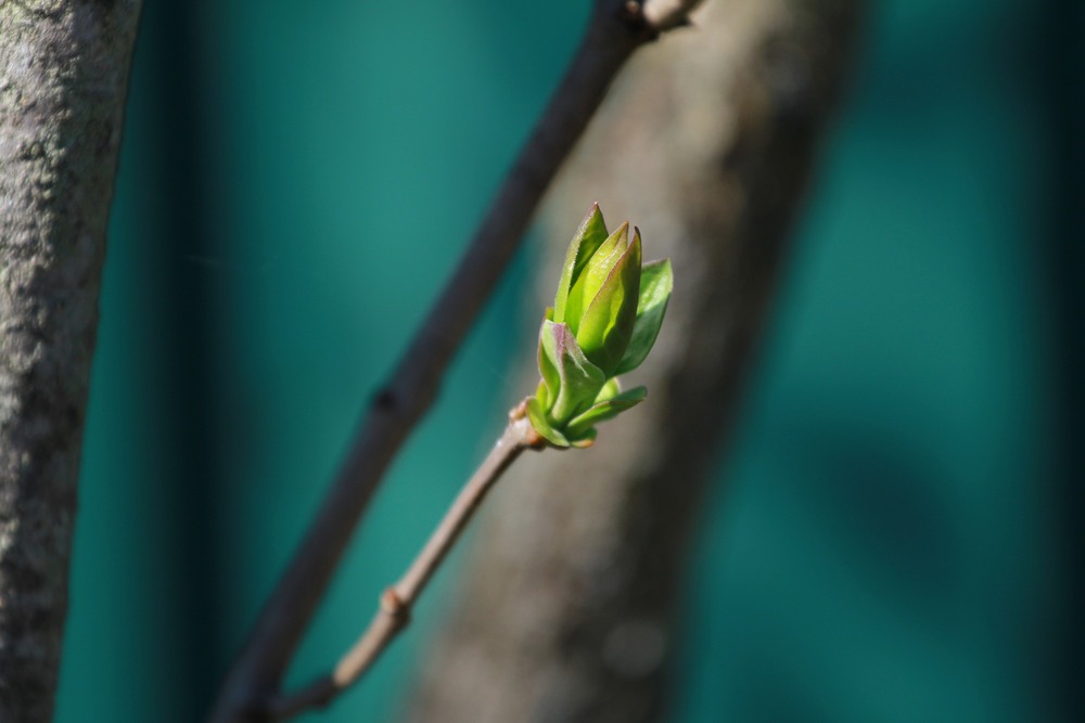 Фотографія Серія "Чари природи" . Колір весни / Edward / photographers.ua