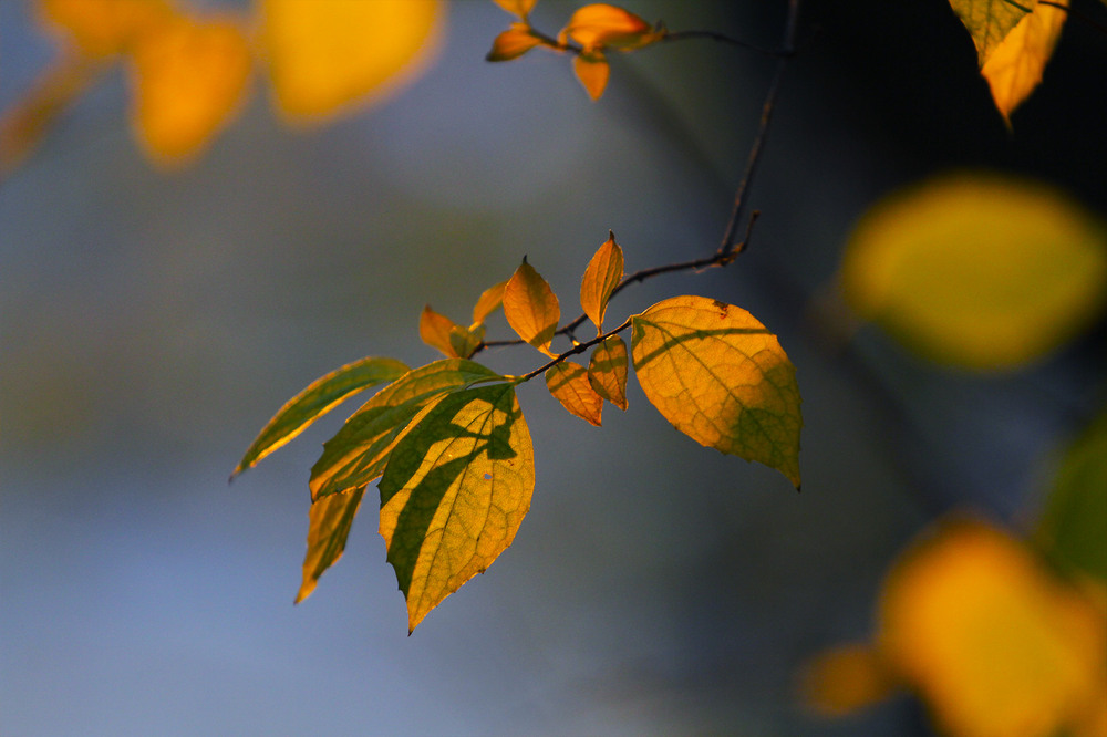 Фотографія Серія "Чари природи". Тепла осінь / Edward / photographers.ua