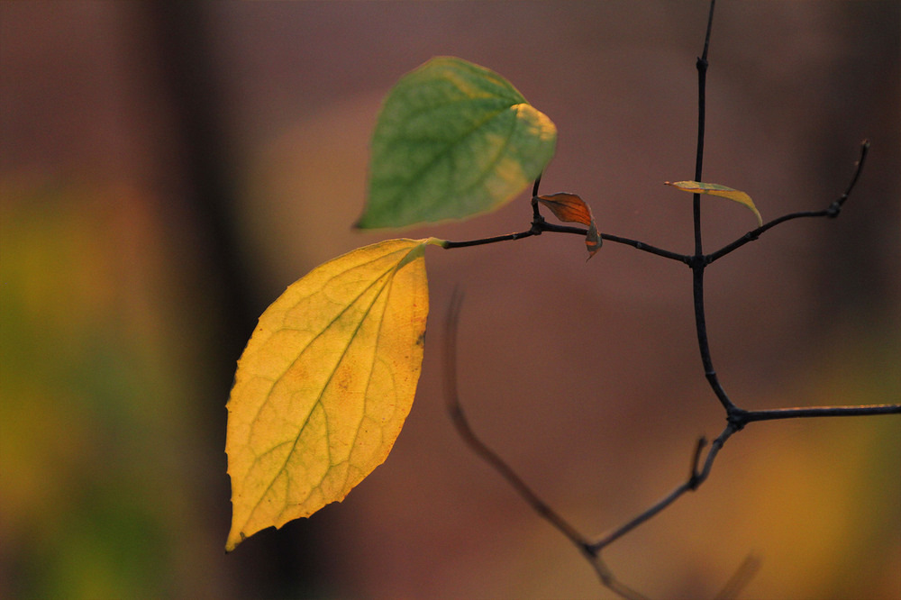 Фотографія Серія "Чари природи". Легкий дотик осені / Edward / photographers.ua