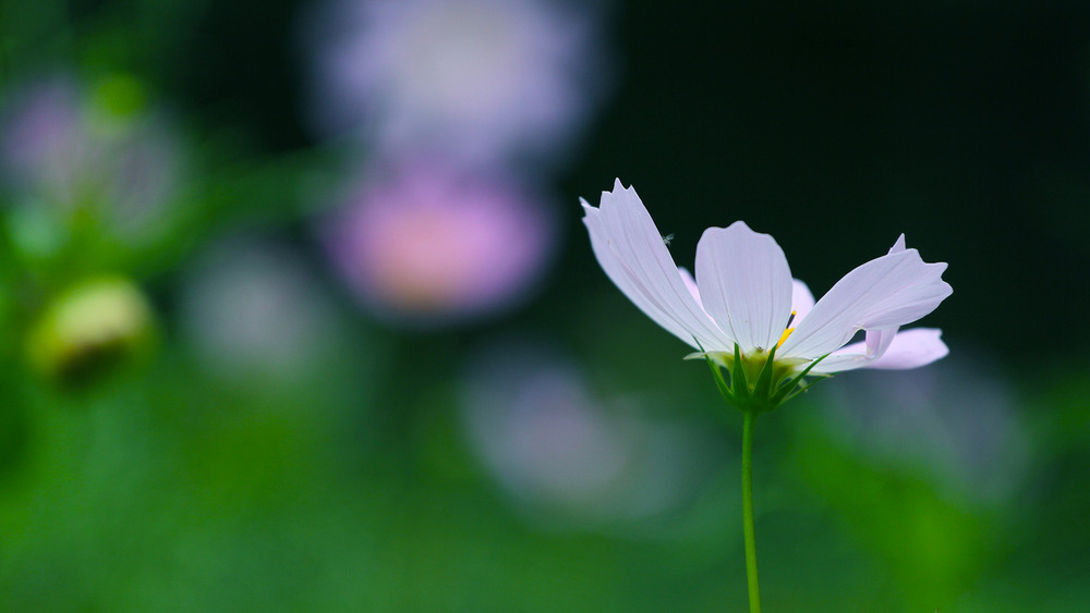 Фотографія Серія "Чари природи". Лінії природи / Edward / photographers.ua