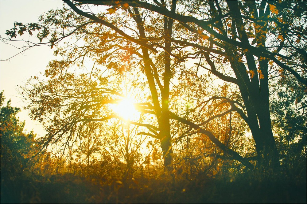 Фотографія Серія "Чари природи" . Під вечір сонечко зігріє / Edward / photographers.ua