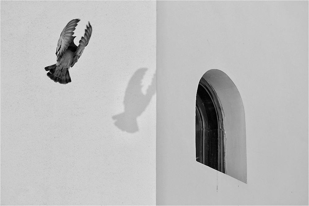 Фотографія Серія "Контрасти". Птах і вікно / Edward / photographers.ua