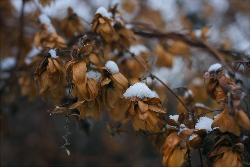 Фотографія Замальовка зі снігом / Edward / photographers.ua