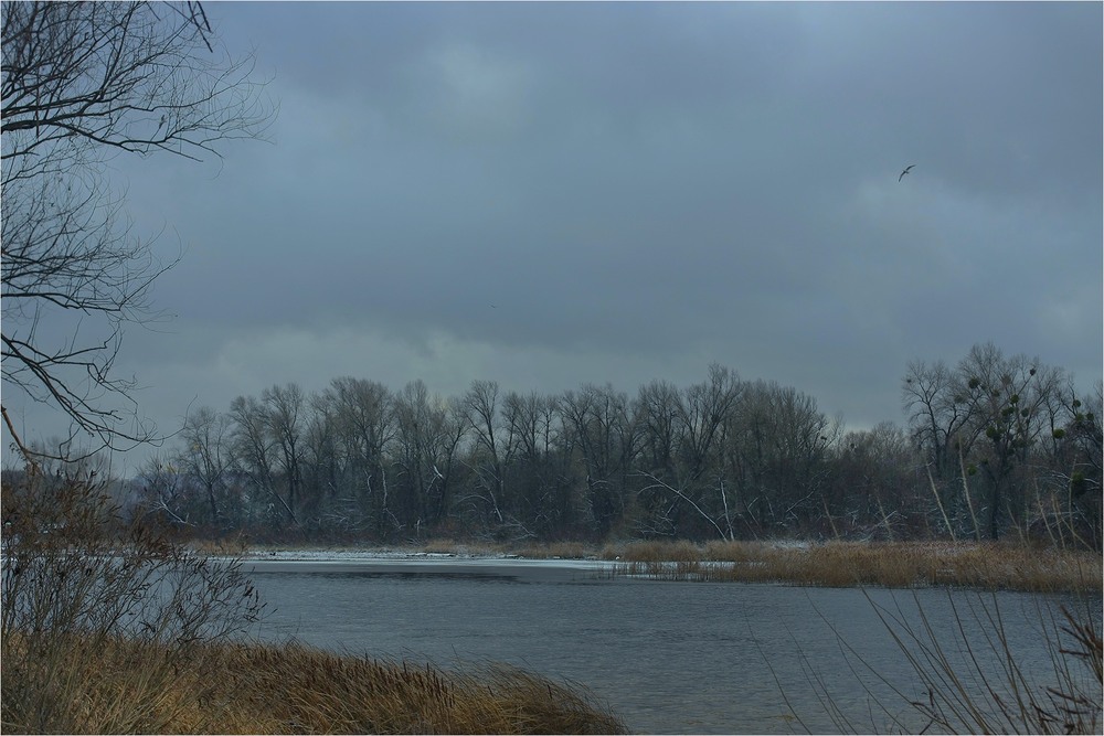 Фотографія Чайка / Edward / photographers.ua