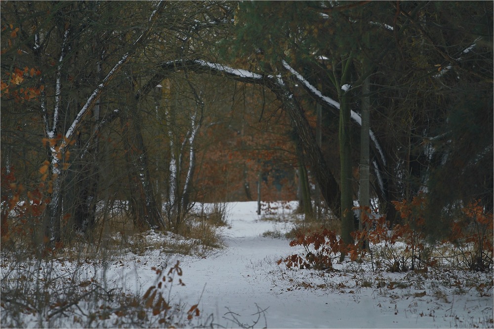 Фотографія Лісова брама / Edward / photographers.ua