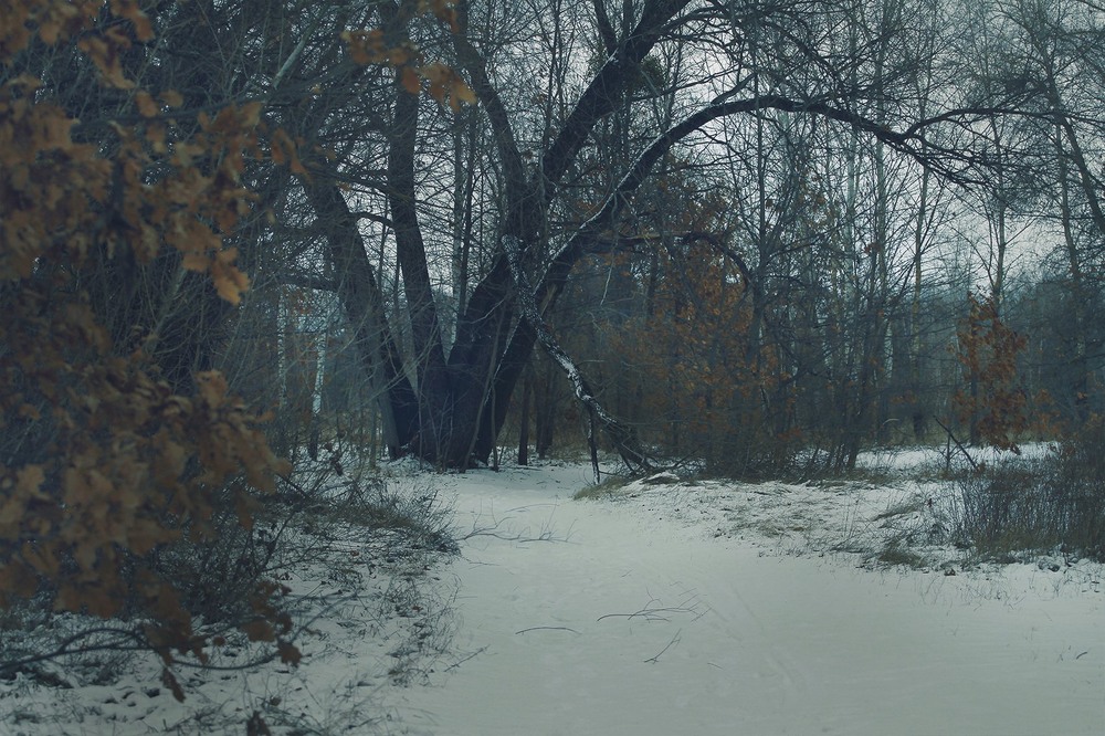 Фотографія Паркова доріжка / Edward / photographers.ua