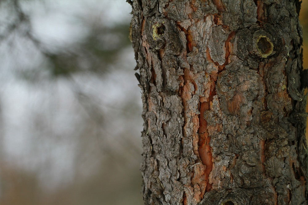 Фотографія Лісовик / Edward / photographers.ua