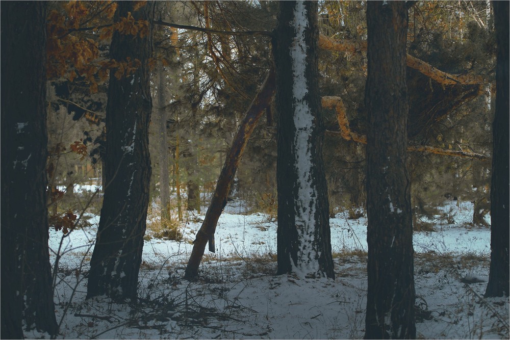 Фотографія Таємниці соснового бору / Edward / photographers.ua