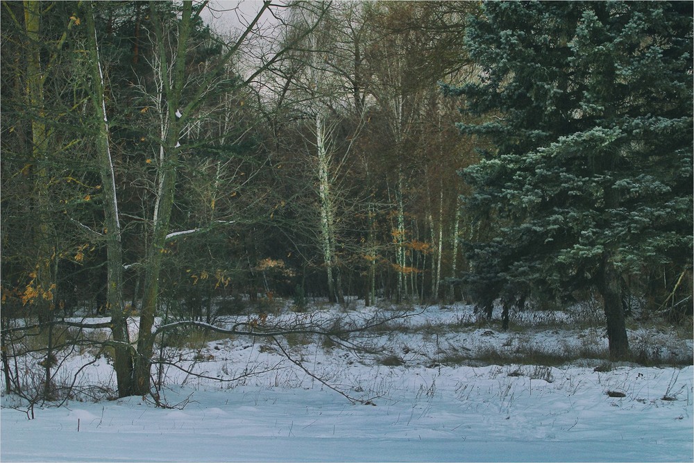 Фотографія Час, коли ліс зустрічає прохолодно. / Edward / photographers.ua