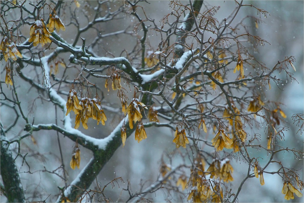 Фотографія Зимова замальовка. Тихо-тихо сніг їде / Edward / photographers.ua