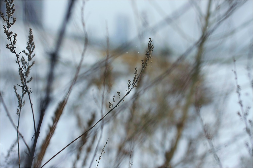 Фотографія Зимовий сон / Edward / photographers.ua