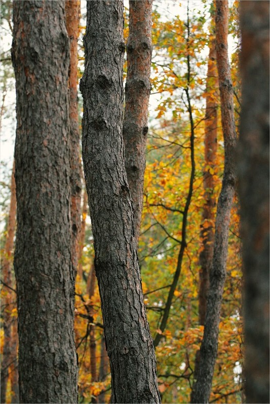 Фотографія Пейзаж / Edward / photographers.ua