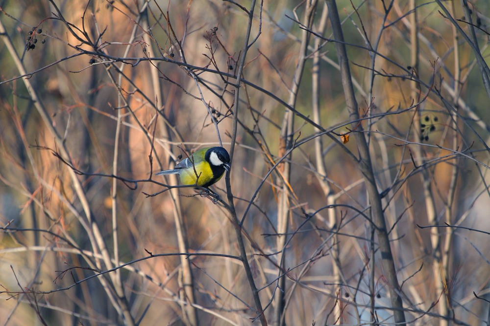 Фотографія Серія "Паркові походеньки". Пташка / Edward / photographers.ua