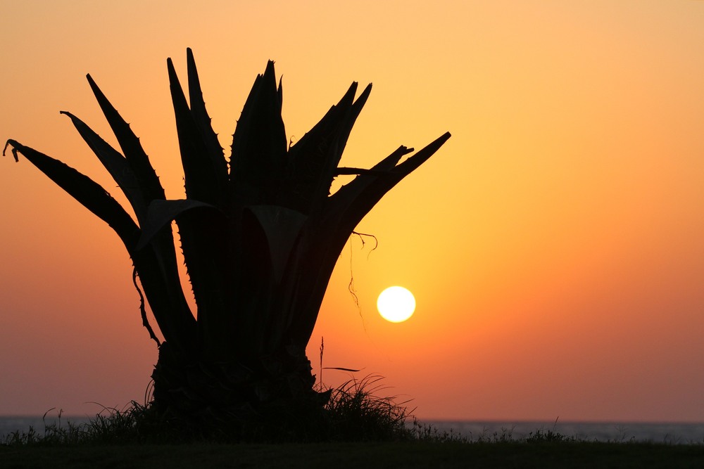 Фотографія Кактус на морі / Edward / photographers.ua