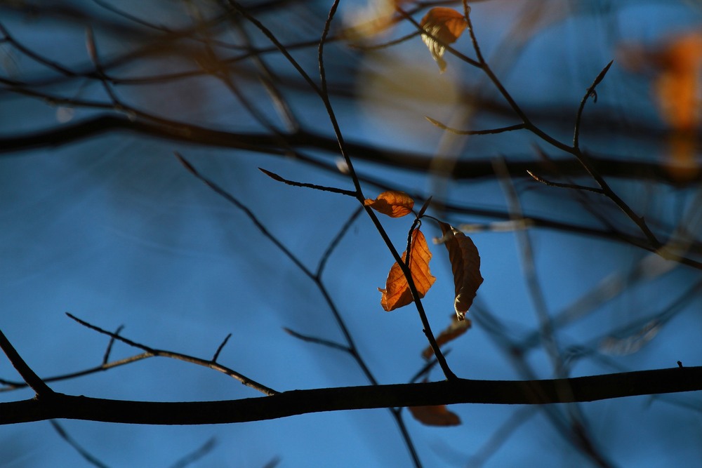 Фотографія Останні руді / Edward / photographers.ua