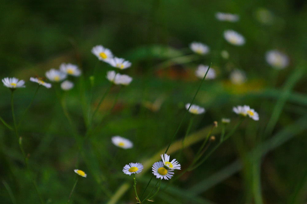 Фотографія Серія "Чари природи". Маленькі радощі / Edward / photographers.ua
