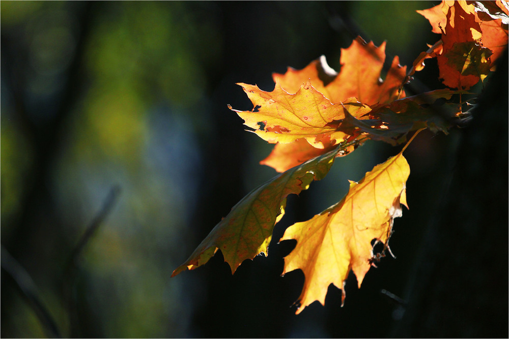 Фотографія Серія «Чари природи» . Шепіт осені / Edward / photographers.ua
