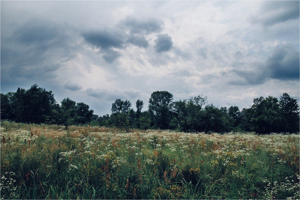 Фотографія Між високих трав / Edward / photographers.ua