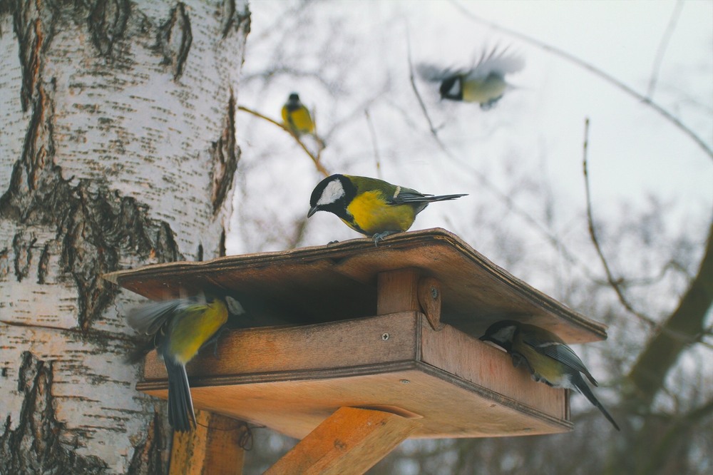 Фотографія Животные / Edward / photographers.ua
