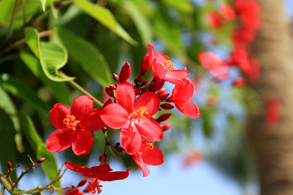 Фотографія Серія «Куточок природи». Квітковий настрій / Edward / photographers.ua