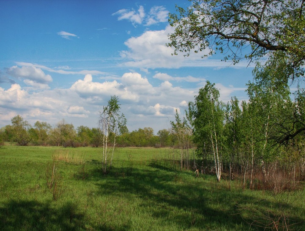Фотографія Життя у тіні високих дерев / Edward / photographers.ua