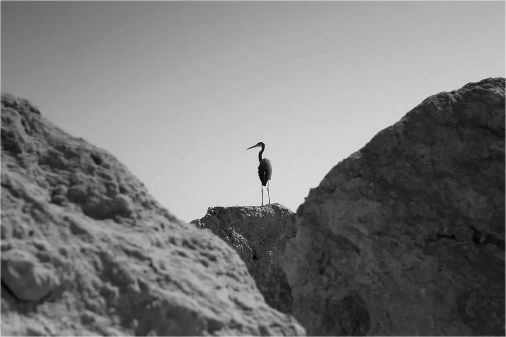 Фотографія Животные / Edward / photographers.ua