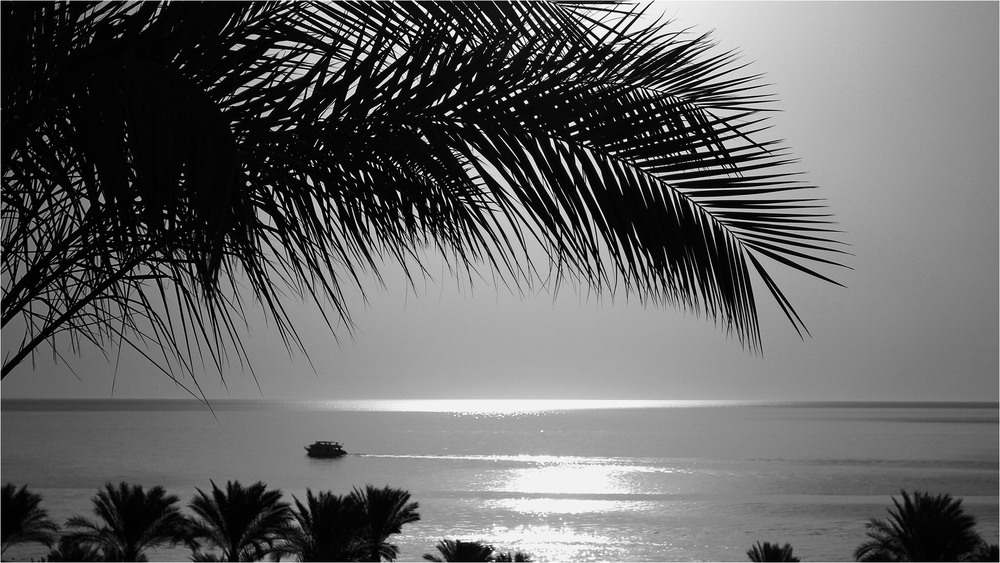 Фотографія СРІБЛО ЧЕРВОНОГО МОРЯ / Edward / photographers.ua