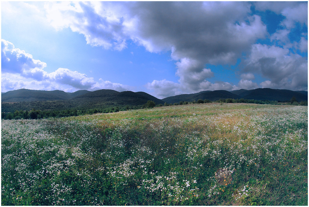 Фотографія ПОЛЬОВІ КВІТИ ЗАКАРПАТТЯ / Edward / photographers.ua