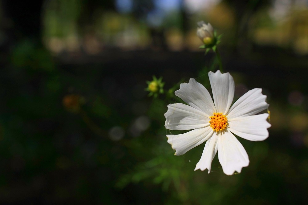 Фотографія Біла квітка / Edward / photographers.ua