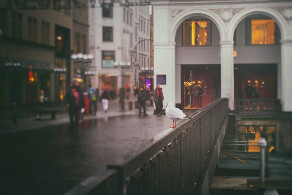 Фотографія ПТАШИНІ ДУМКИ / Edward / photographers.ua