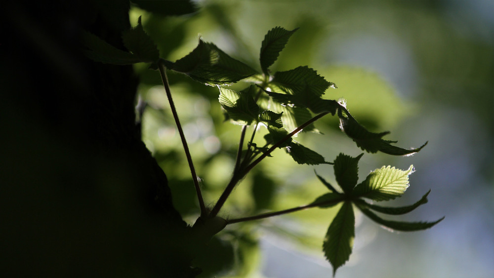 Фотографія Серія "Паркові походеньки". Каштани / Edward / photographers.ua
