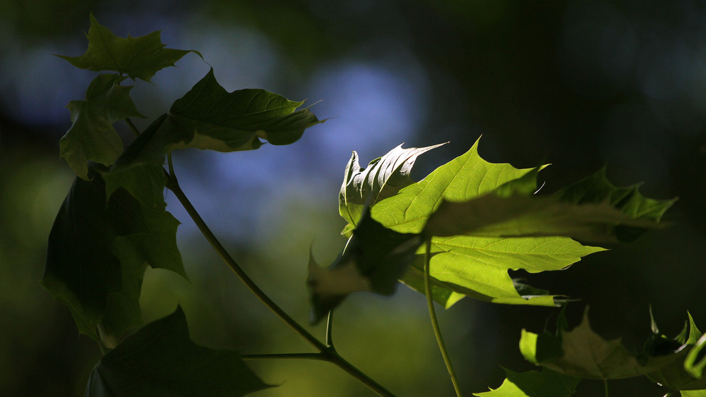 Фотографія Колір літа, колір життя / Edward / photographers.ua