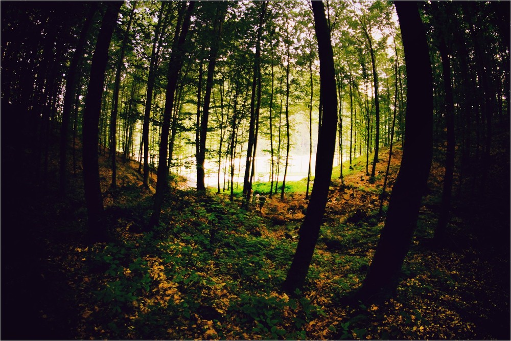 Фотографія Серія "Чари природи". Світло / Edward / photographers.ua