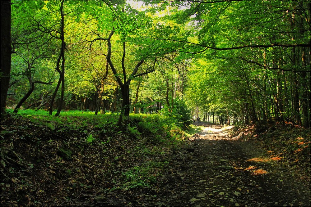 Фотографія Серія "Чари природи". Лісові мандри / Edward / photographers.ua