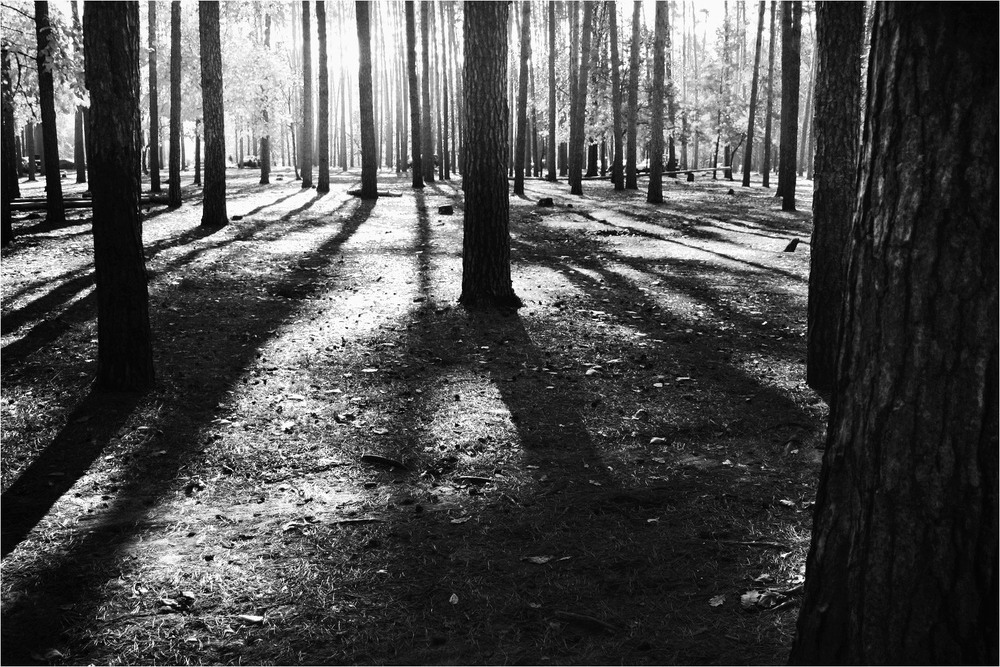 Фотографія ДОВГІ ТІНІ ВИСОКИХ ДЕРЕВ / Edward / photographers.ua