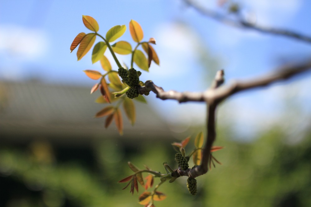 Фотографія Серія "Чари природи". Весна / Edward / photographers.ua