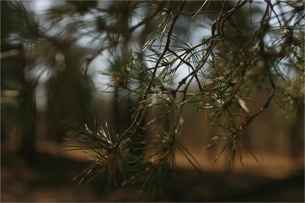 Фотографія Серія "Куточок природи". Голки в тіні / Edward / photographers.ua