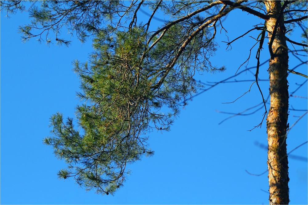 Фотографія Серія "Паркові походеньки". Гілка на тлі неба / Edward / photographers.ua