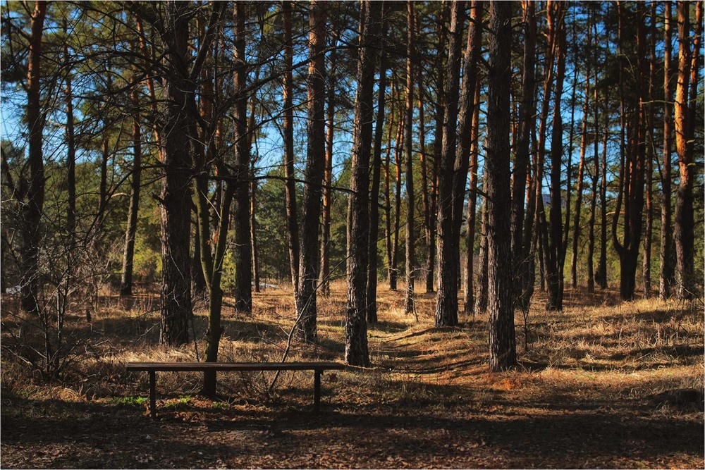 Фотографія Серія "Паркові походеньки". Портрет лавки на тлі соснового бору / Edward / photographers.ua