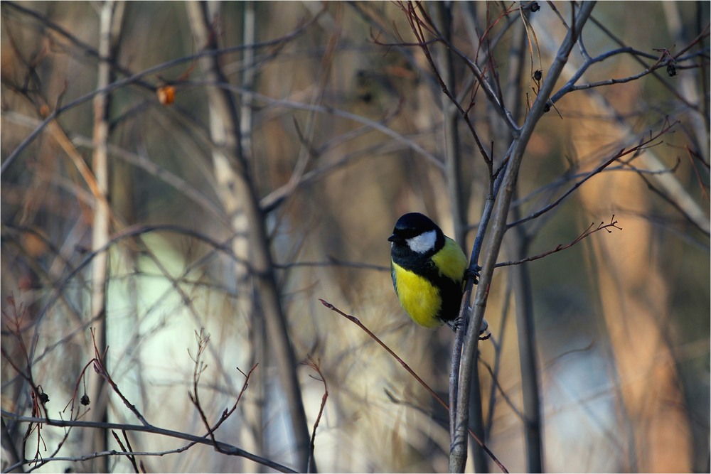 Фотографія Серія "Паркові походеньки". Пташка і весна / Edward / photographers.ua