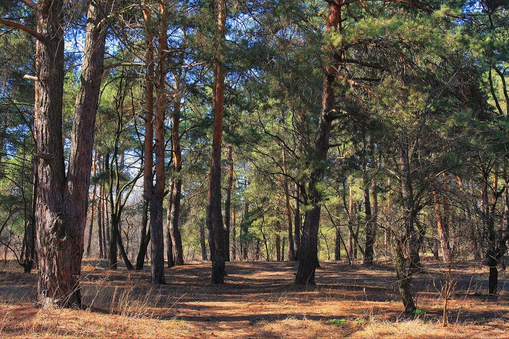 Фотографія Серія "Паркові походеньки". Сосни і весна / Edward / photographers.ua