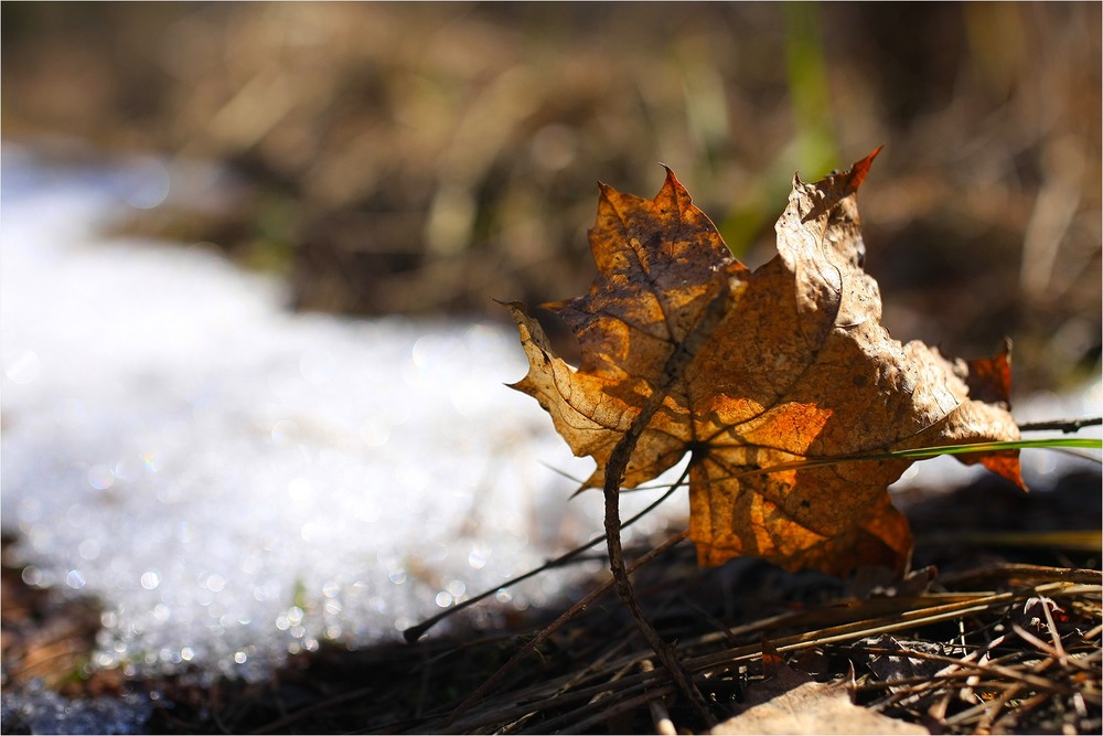 Фотографія Серія "Куточок природи". Весна / Edward / photographers.ua