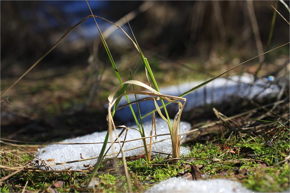 Фотографія Серія "Куточок природи". Рання весна / Edward / photographers.ua
