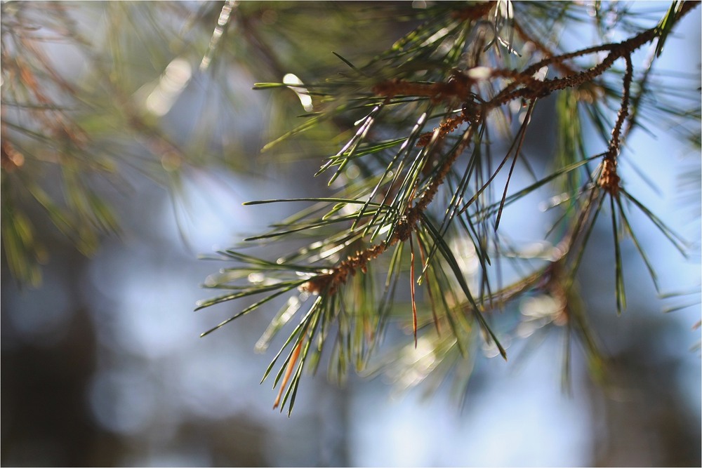 Фотографія Пейзаж / Edward / photographers.ua