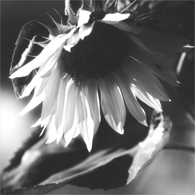 Фотографія Той що слідує за сонцем / Edward / photographers.ua