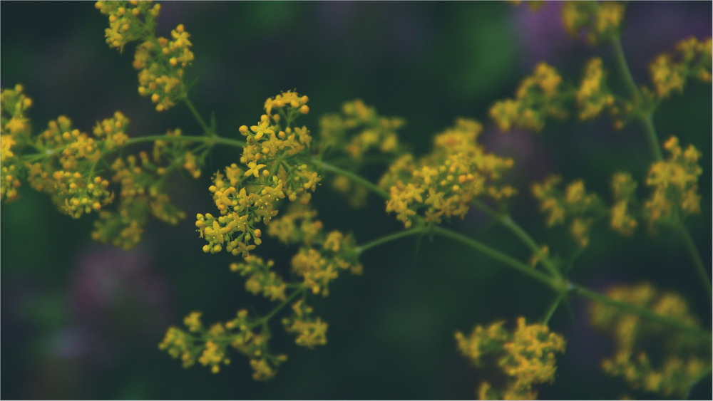Фотографія Серія "Чари природи". Польова квітка, краса Землі / Edward / photographers.ua